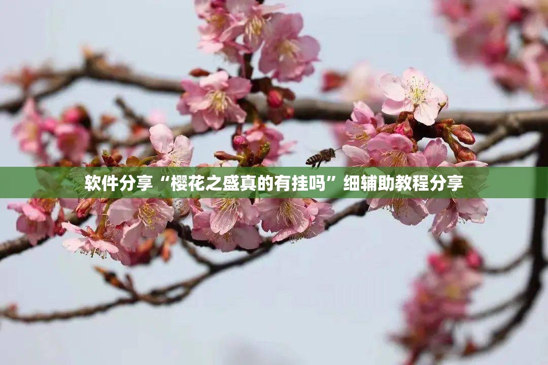 软件分享“樱花之盛真的有挂吗”细辅助教程分享