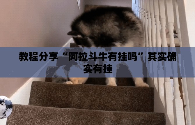 教程分享“阿拉斗牛有挂吗”其实确实有挂